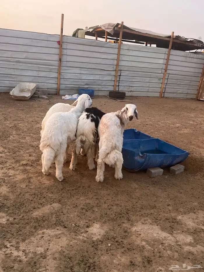 خرفان حريات جذعان من البر طيبه 4