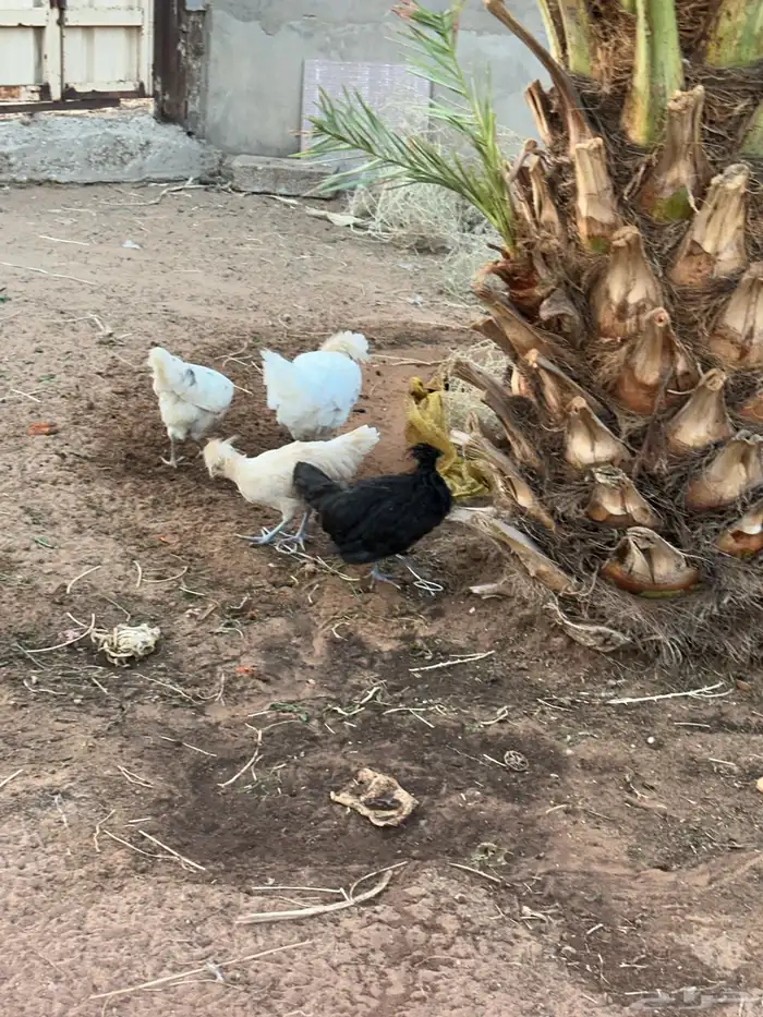 للبيع دجاج أمريكي 0
