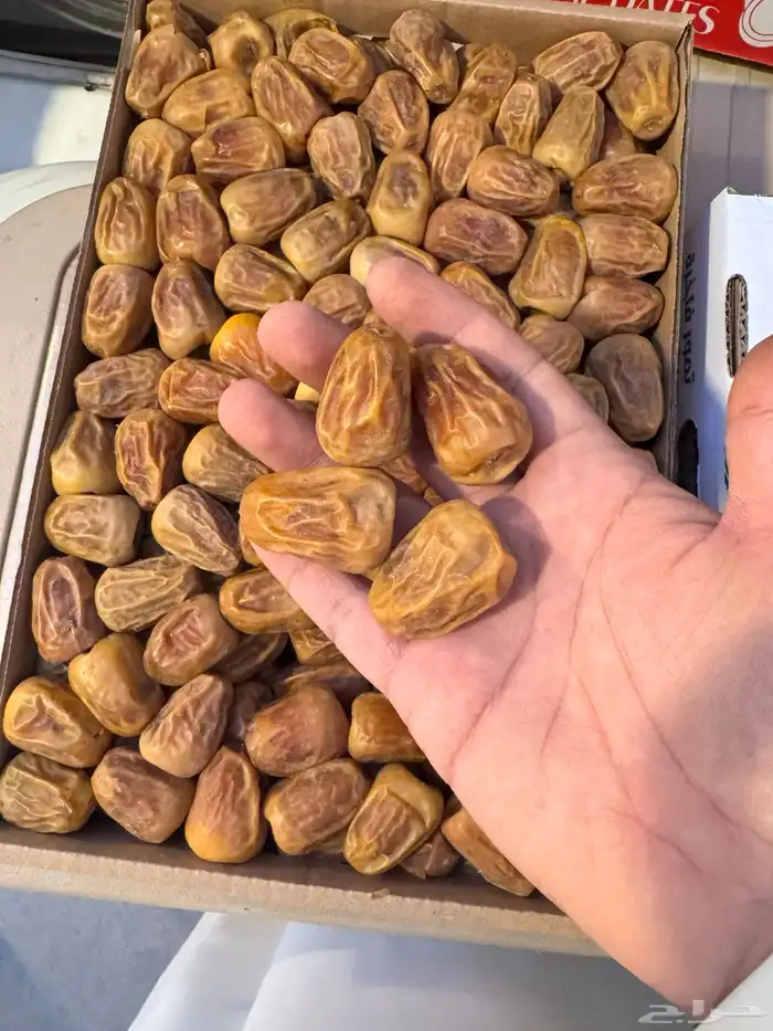 تمر سكري مفتل و جالكسي 7