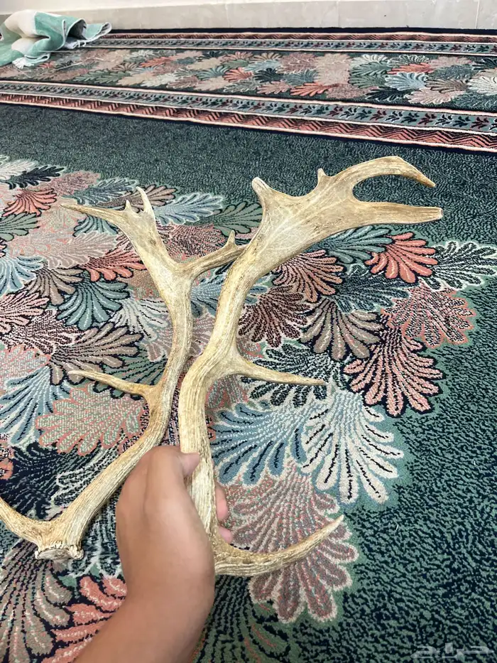 قرون غزال افريقي 2