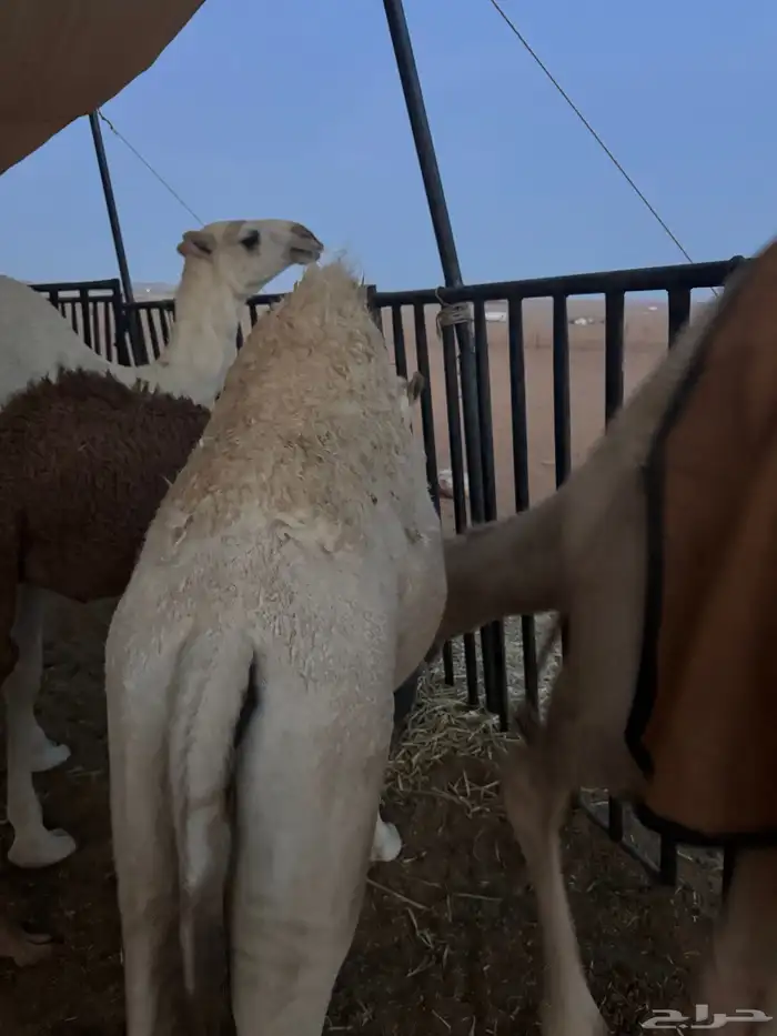 بكره للبيع وقعود 0