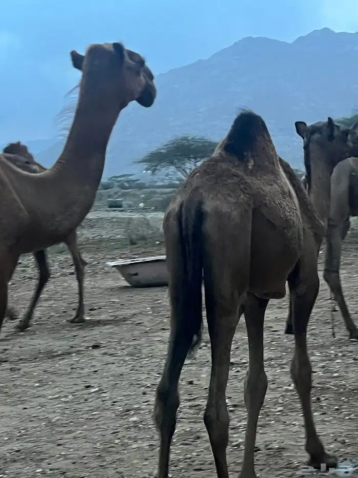 حشوان 3