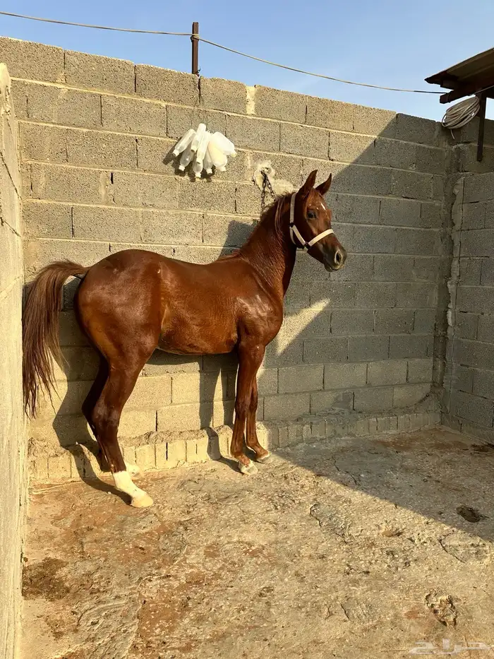 مهر للبيع شعبي 2