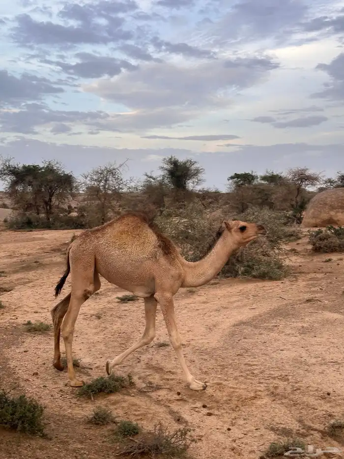 حشوان بلدي حاشي قعود قعدان 3