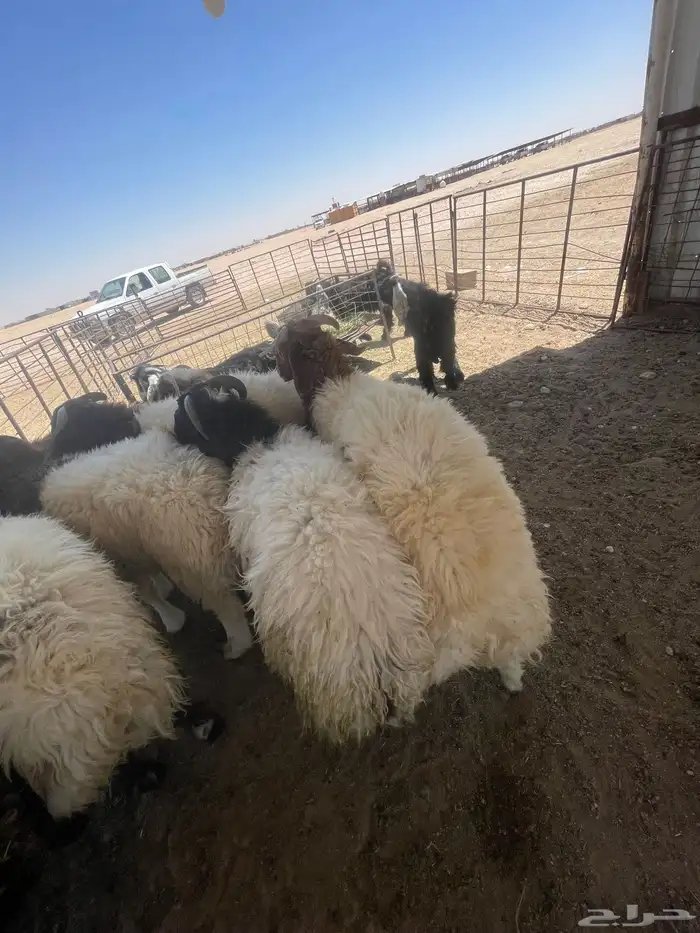 ذبايح طيب واسعار منافسه 3