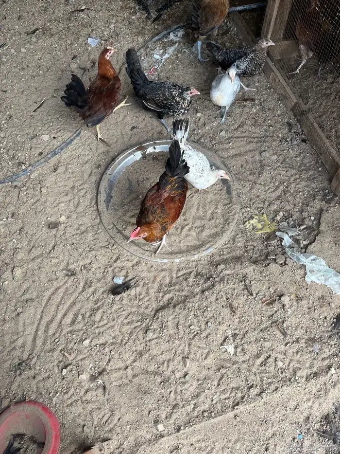 دجاج العمرمن 5-6 شهور 3