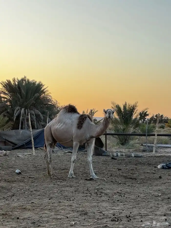 ناقة للبيع 1