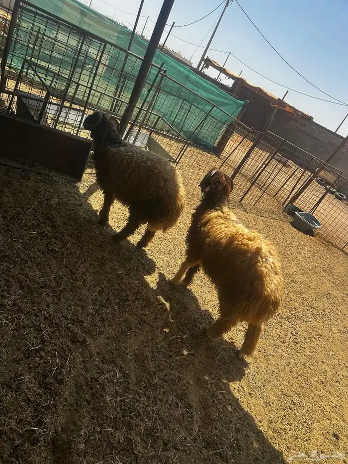 خرفان نعيم جذعان طيبات 1