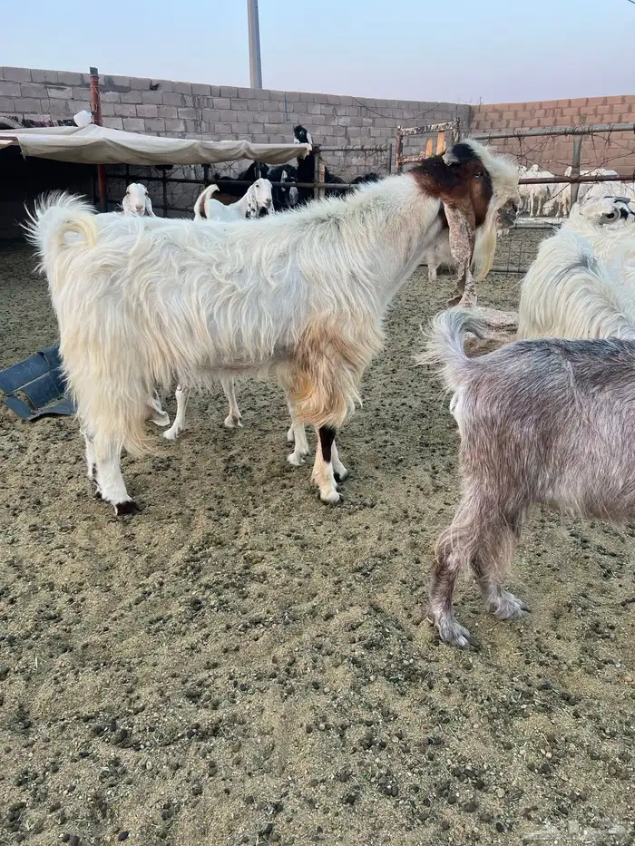 معزا هولنديات مطورات 14