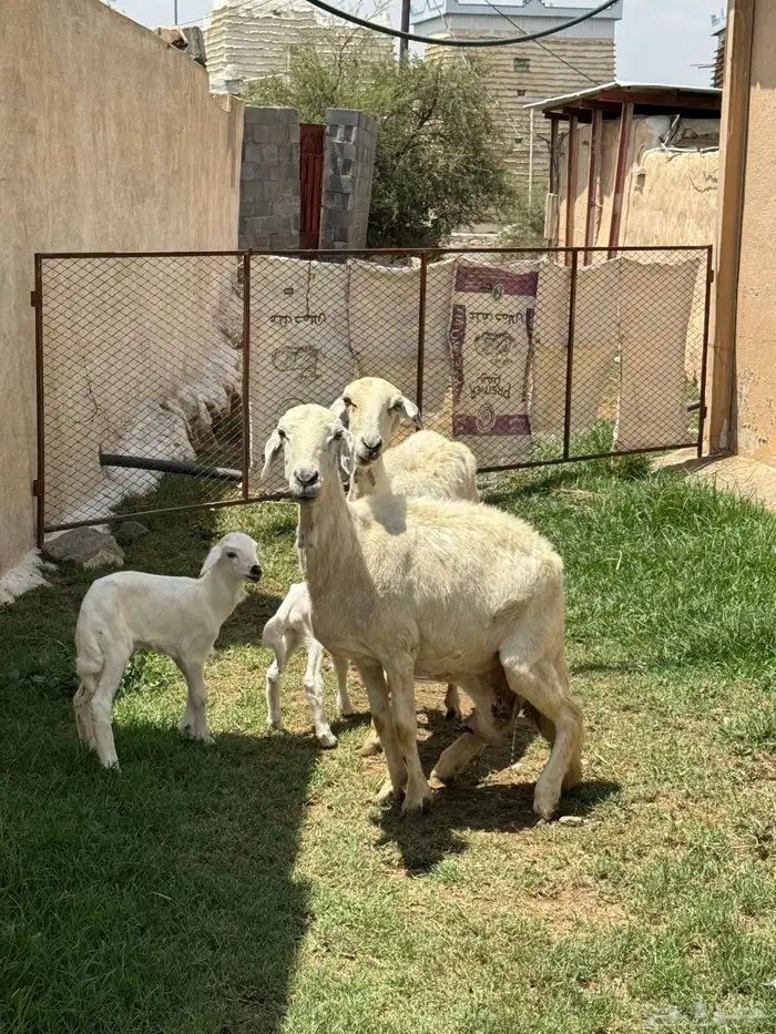 ضان ولد للبيع 0