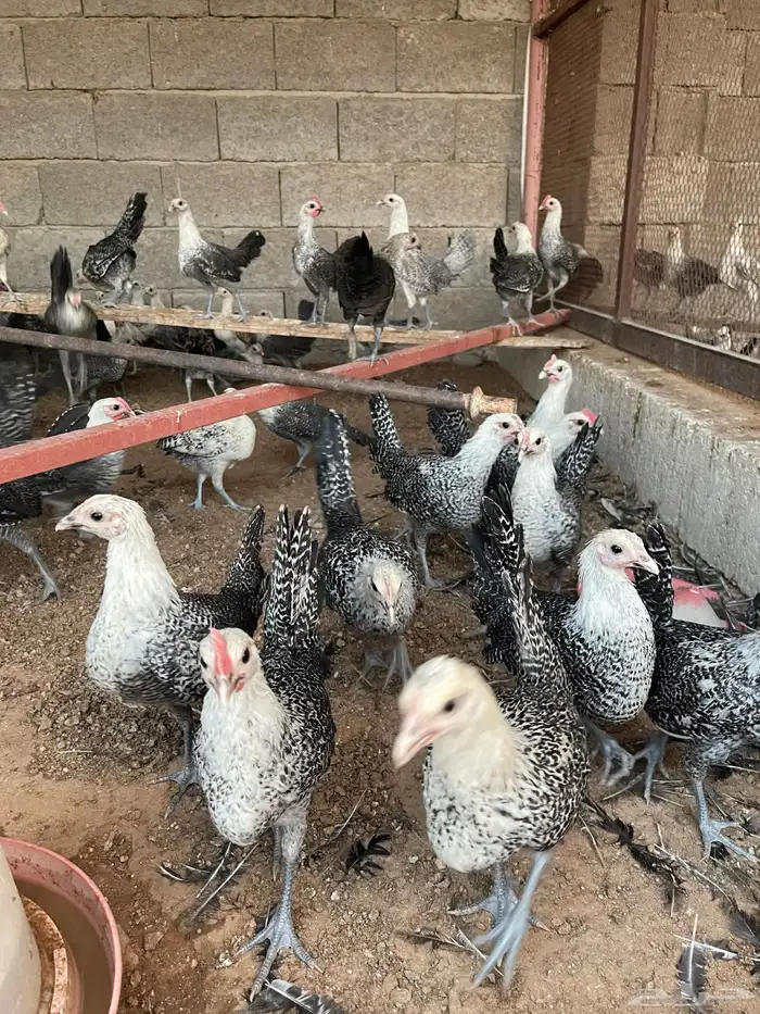 فروخ دجاج فيومي العمر شهرين 6