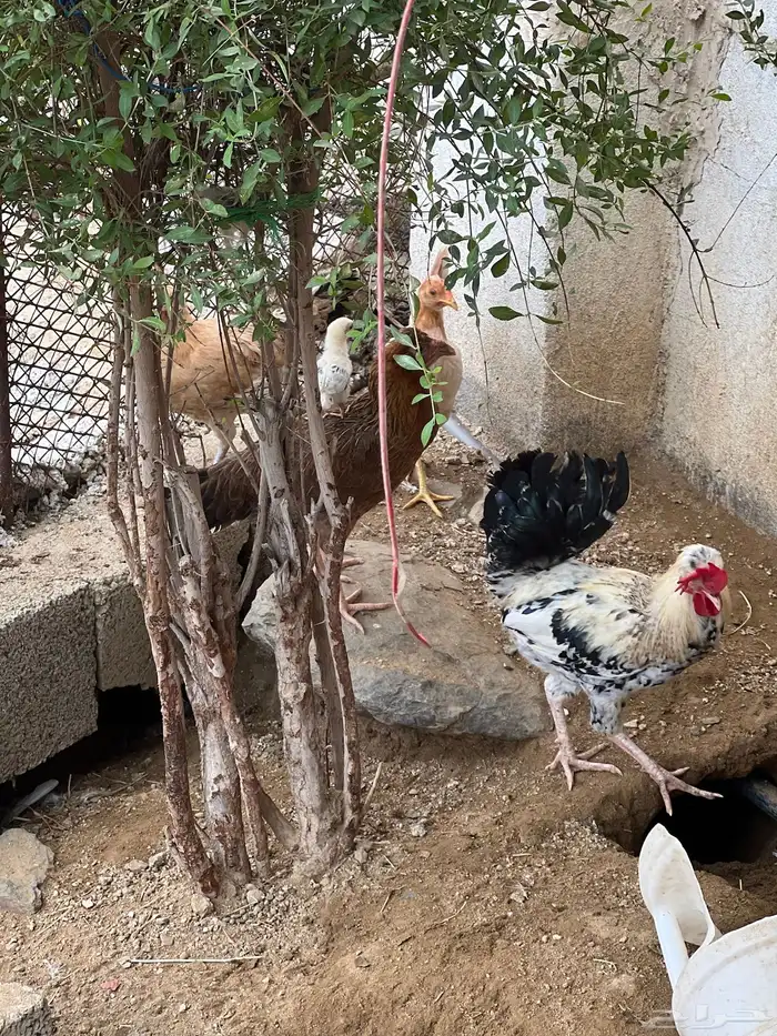 دجاج بلدي وسمان 3