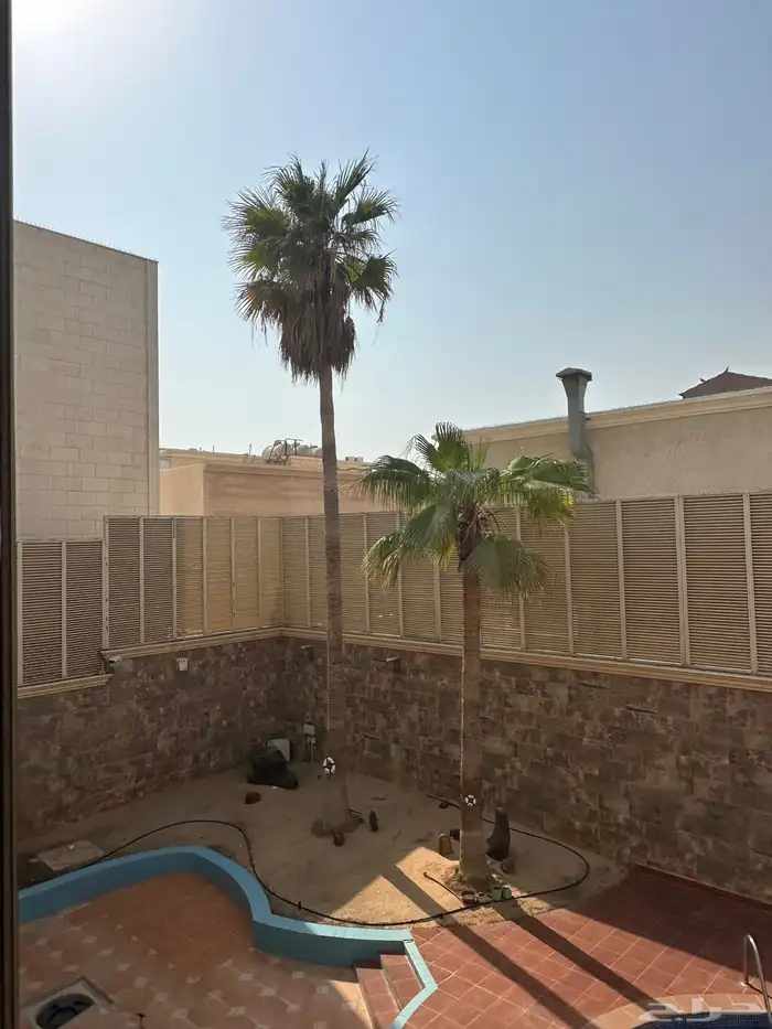 للبيع شجر واشنطني 0