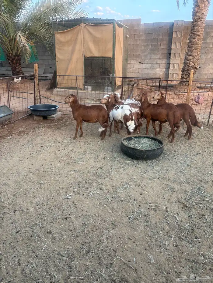 طليان مهجنة ساكني على رفيديه 2
