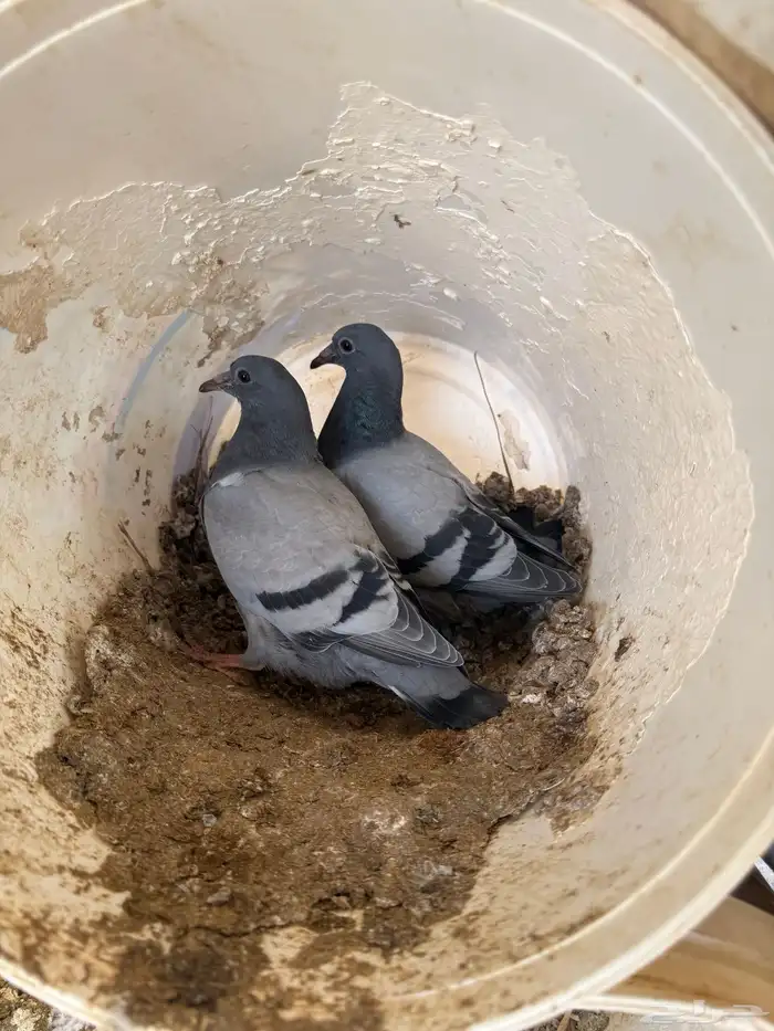 فراخة حمام زاجل ازرق وفرنسي ابيض وسلفر 4