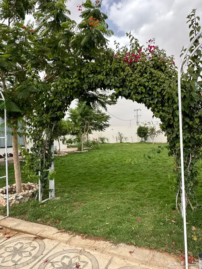 عشب طبيعي (ثيل) 8
