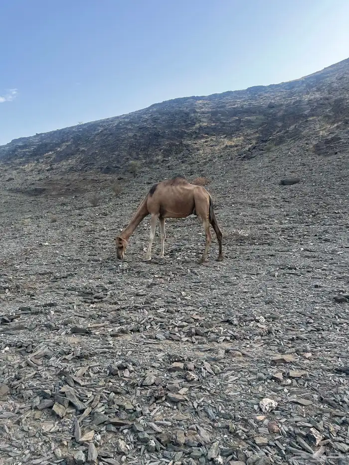 ناقه حمرا دهماء 19