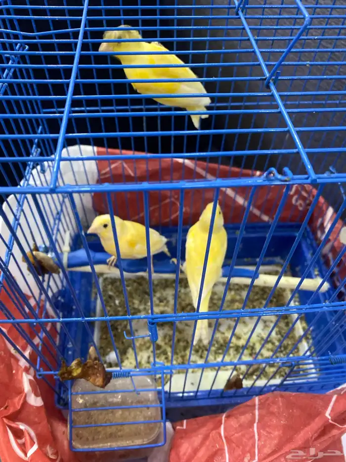 كناري سوري 4