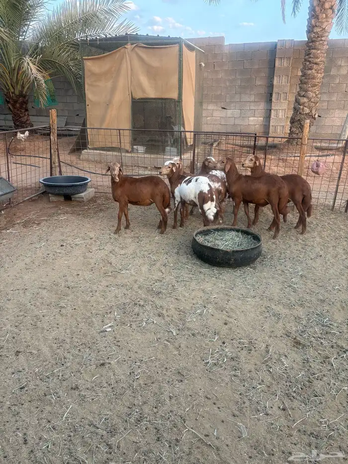 طليان مهجنة ساكني على رفيديه 1