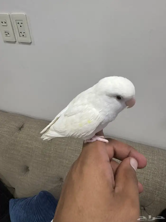روز 2