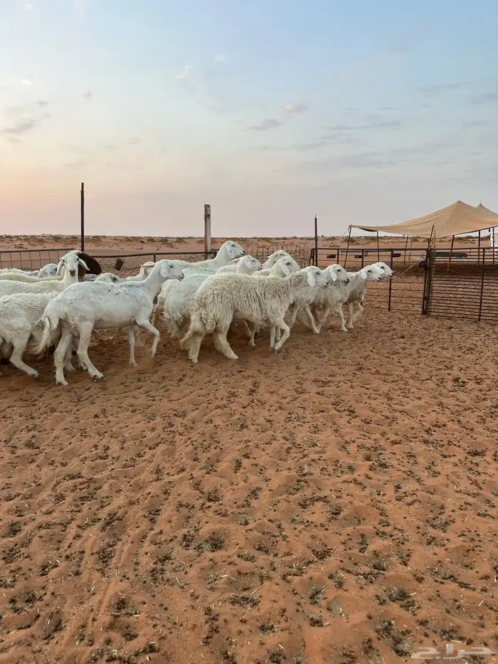 غنم حريات حرش طيبه 13