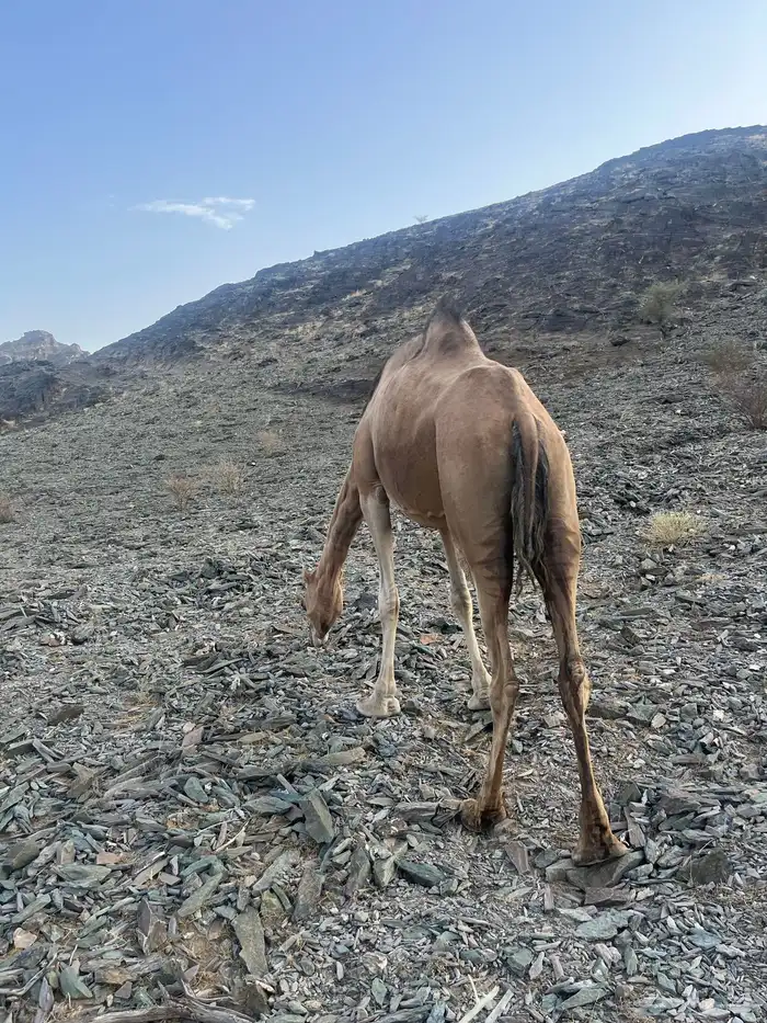 ناقه حمرا دهماء 15