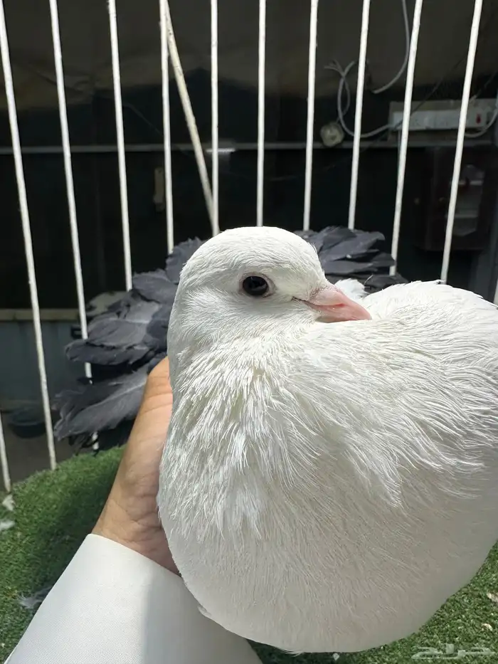للبيع جوز   طبه كبيره 3