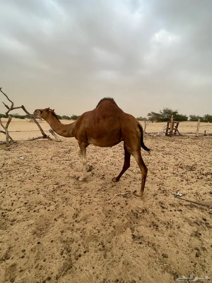 ناقه ساحليه حمرا مدني 4