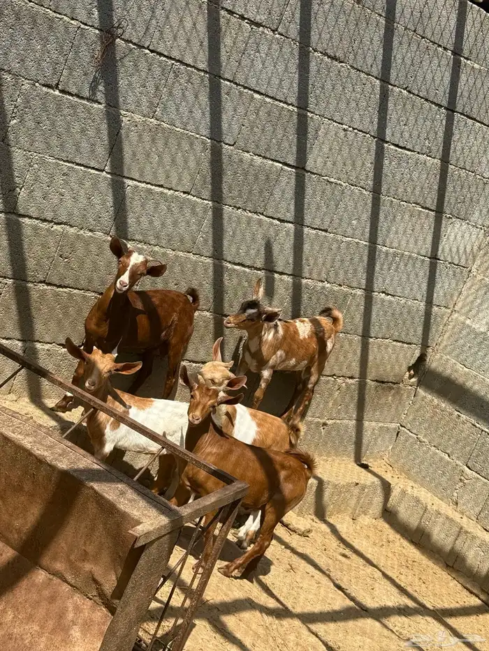 تيوس للبيع 2