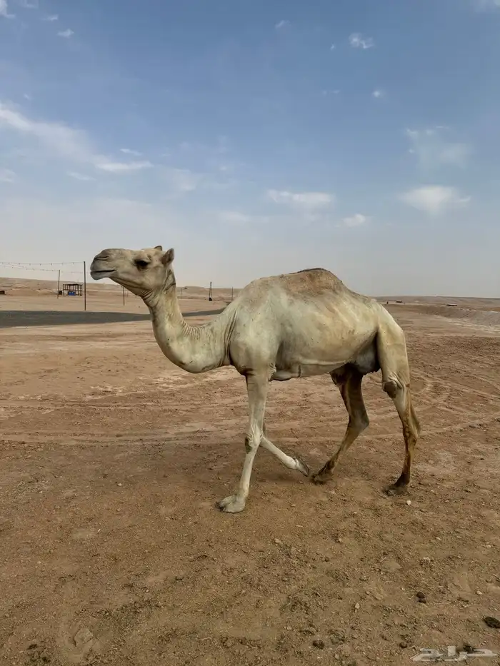 ناقة 1