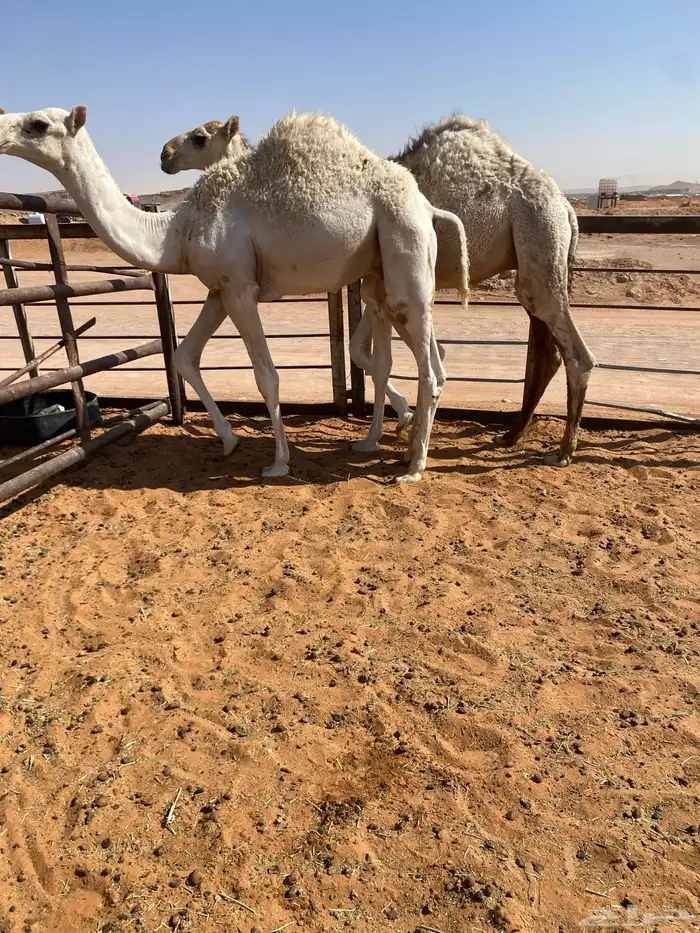 قعدان قصب نواهي 2 1