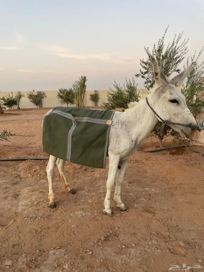 للبيع حمار مرياع شرط 4