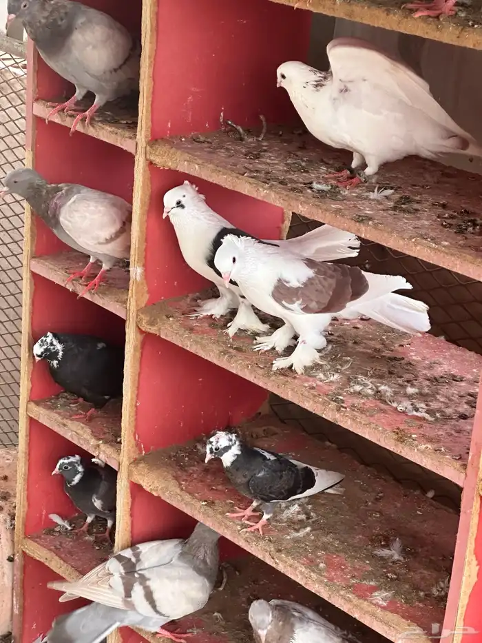 حمام فرنسي وأبو قفه مشكل البيع جمله 0