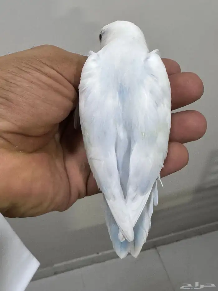 روز 5