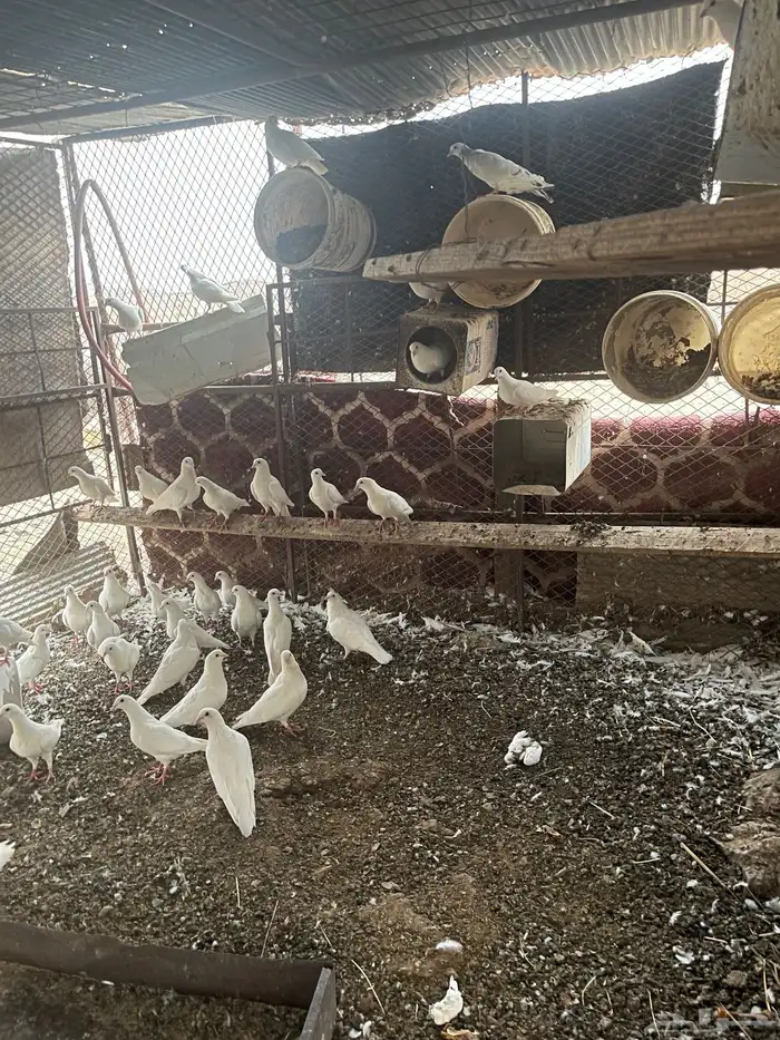 حمام للبيع 1