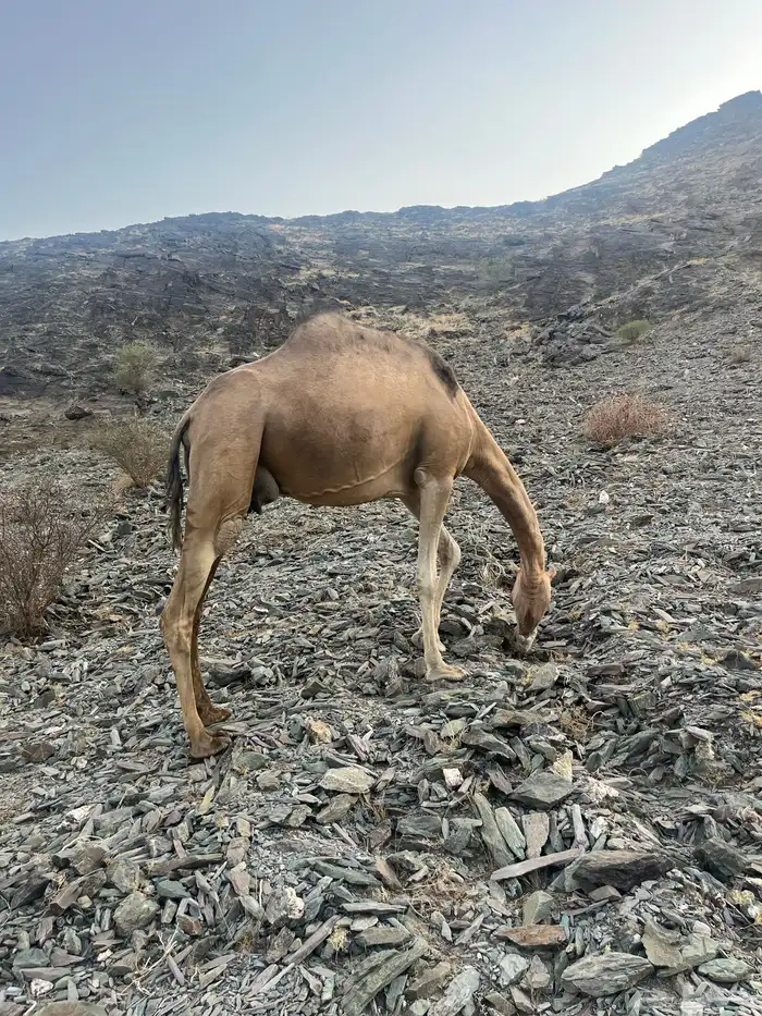 ناقه حمرا دهماء 9