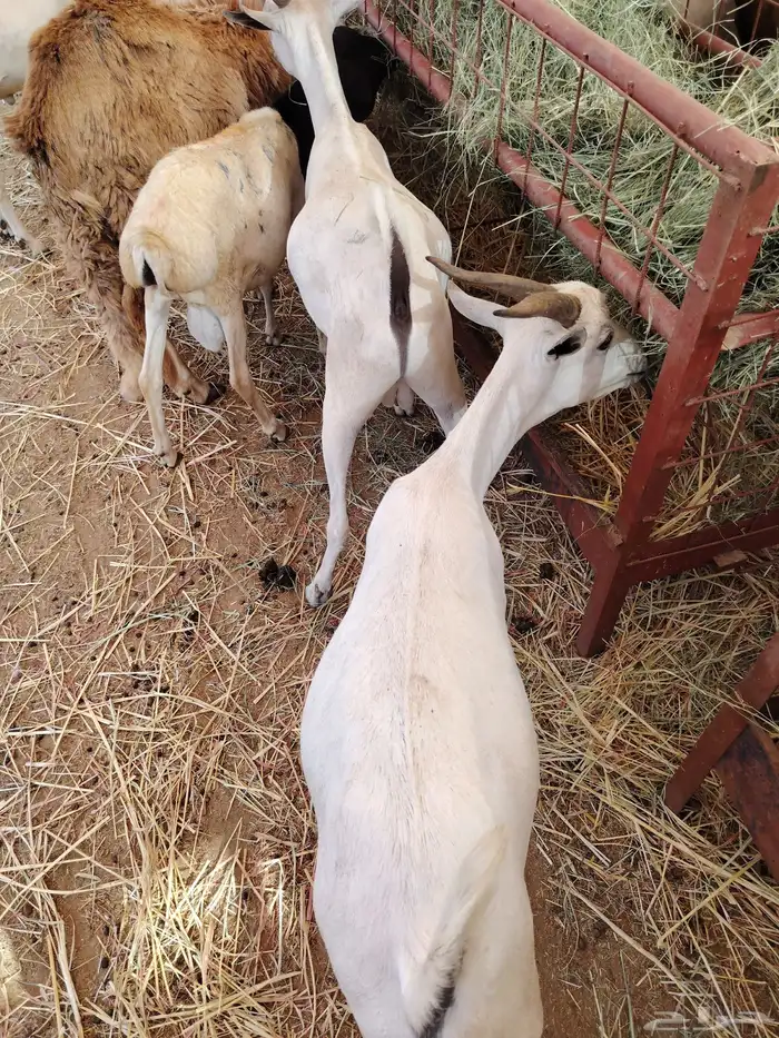 جمله وتفريد برابر وتيوس مرابي 3 شهور 2