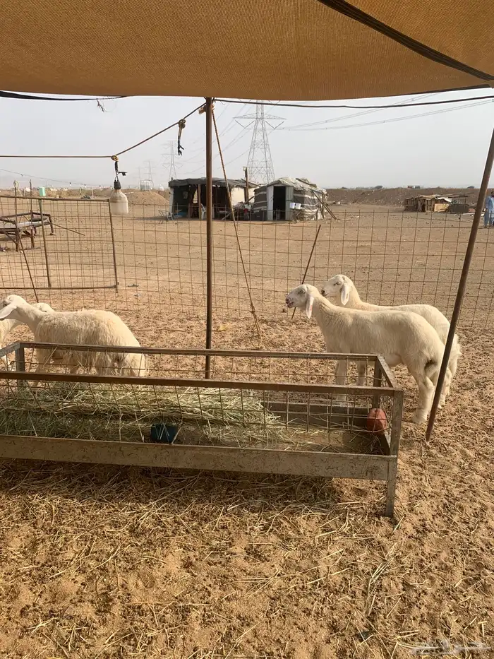 حري ذبايح ثلاجه طليان ذبائح مناسبات يوجد صلخ وتوصيل 4