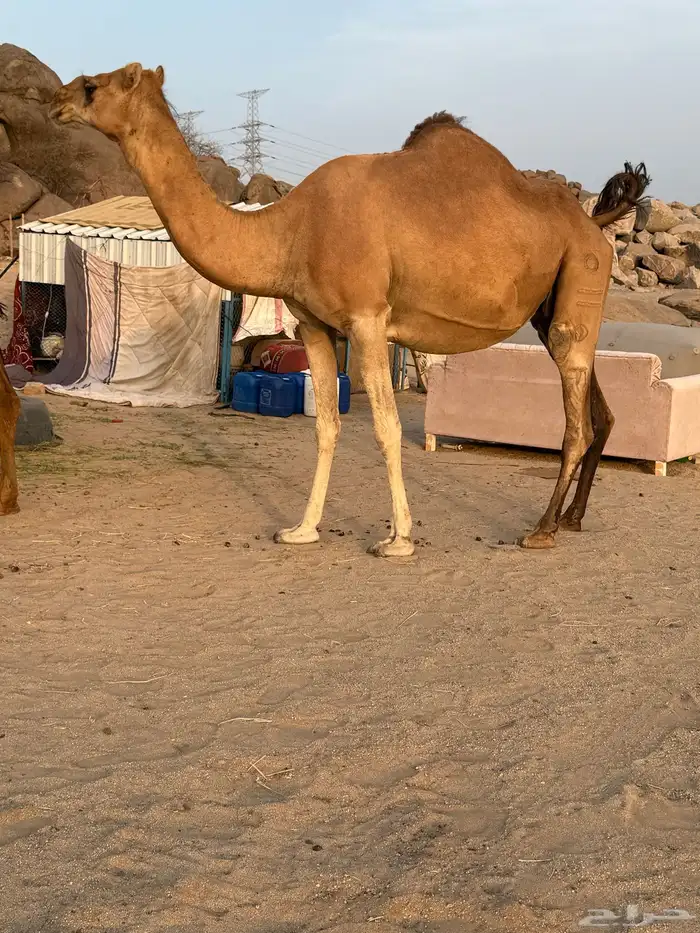 ساحليه ملاقي وناقة حليب وافر 0