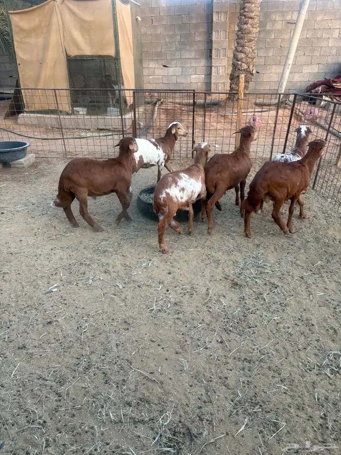 طليان مهجنة ساكني على رفيديه 3