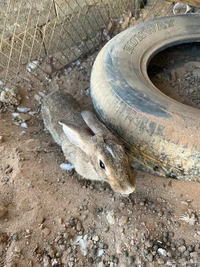 ارانب للبيع 1