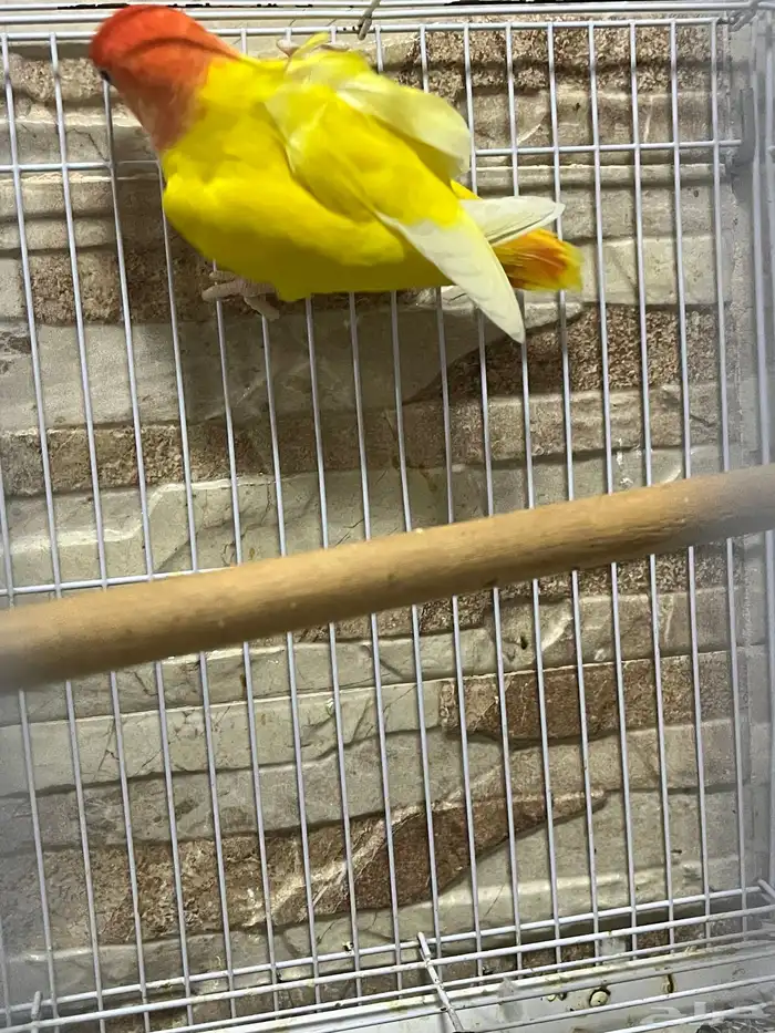 روز انثى 5
