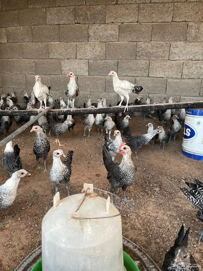 فروخ دجاج فيومي العمر شهرين 3