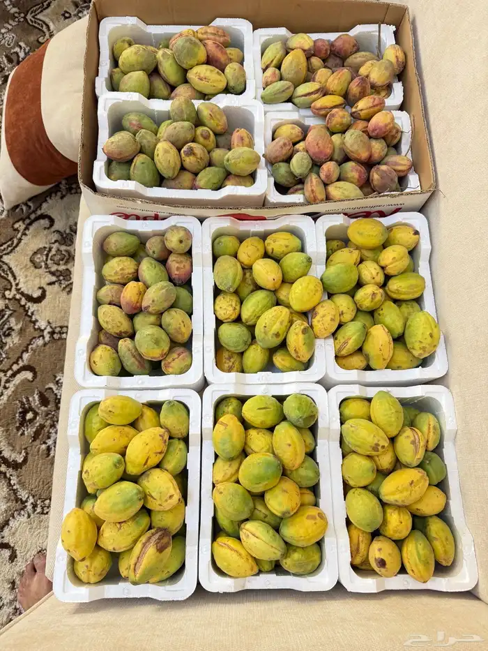 للبيع لوز قطف اليوم 0