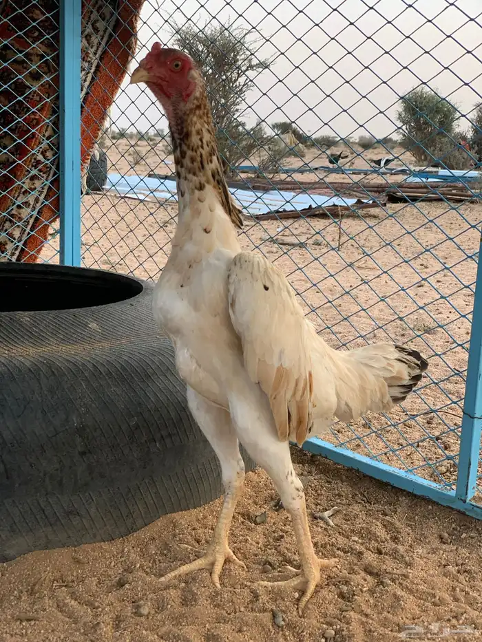 ديك شامو 8