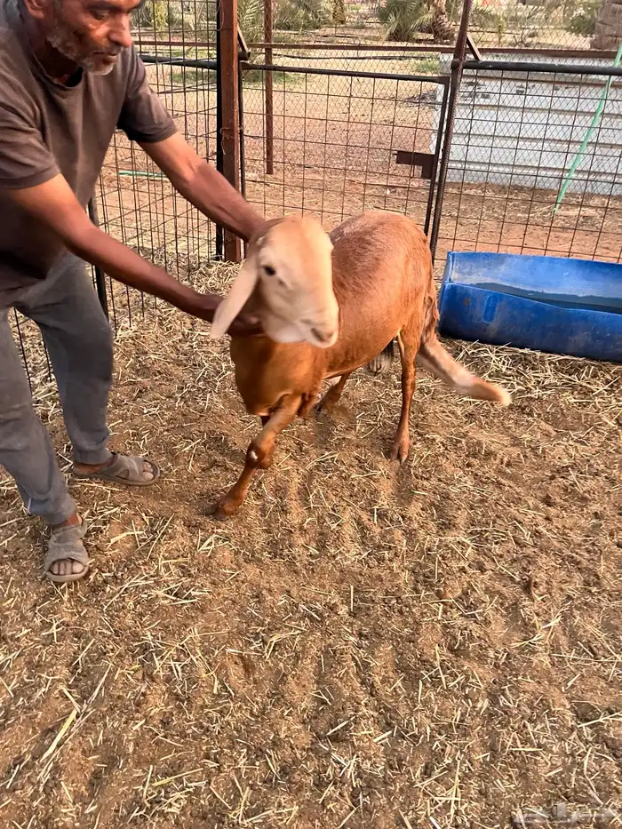 للبيع ساكني جذع فل الفل مرابي 4 شهور ( تم البيع) 1