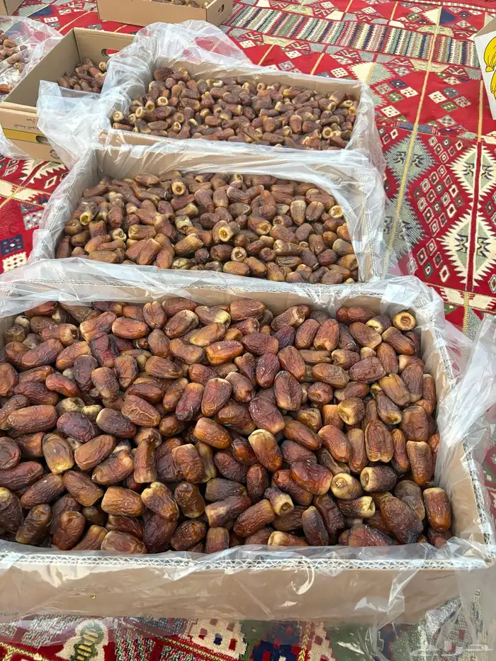 برني العيص 6