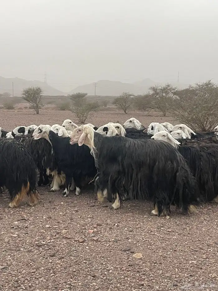 ضان 9