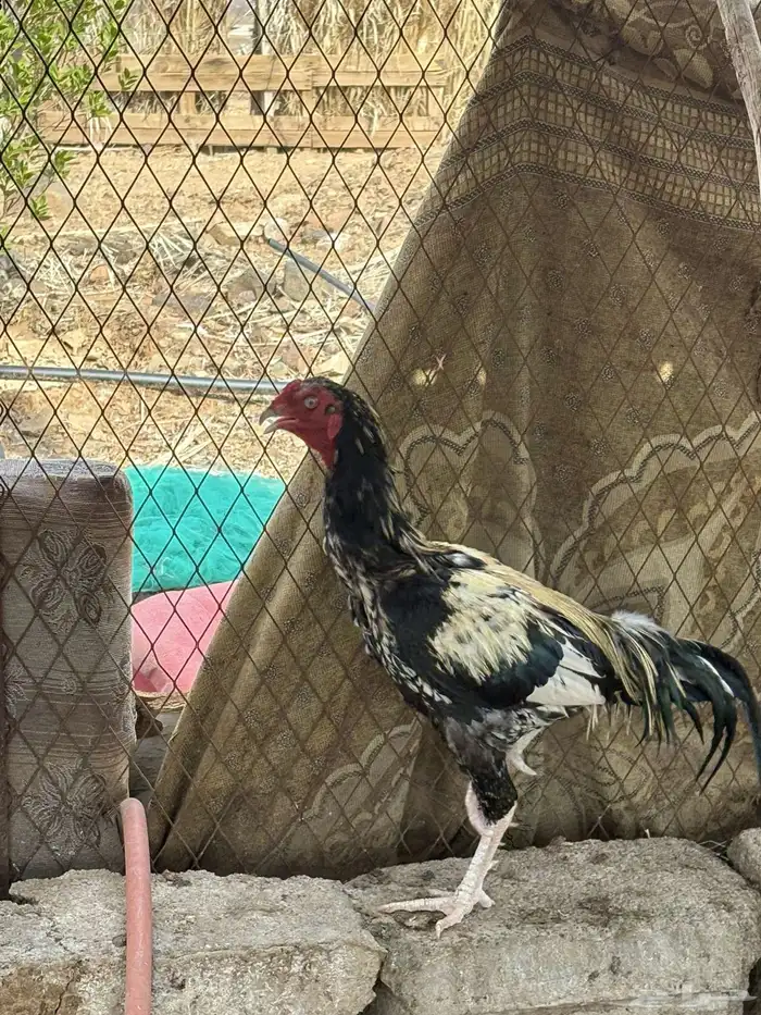 ديك باكستاني سندي 2