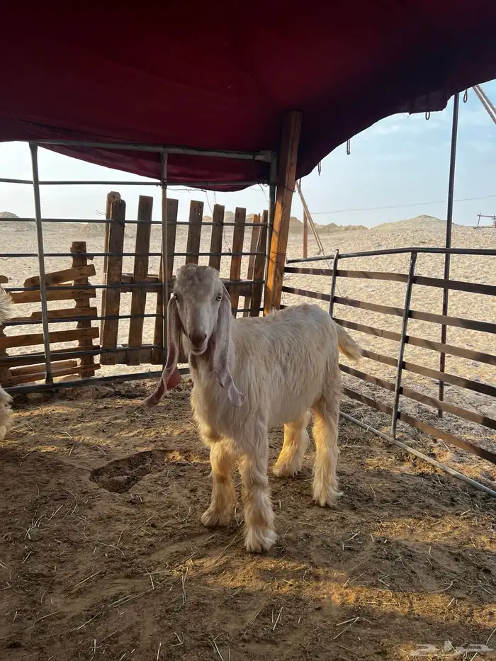 تيوس طيبه 3